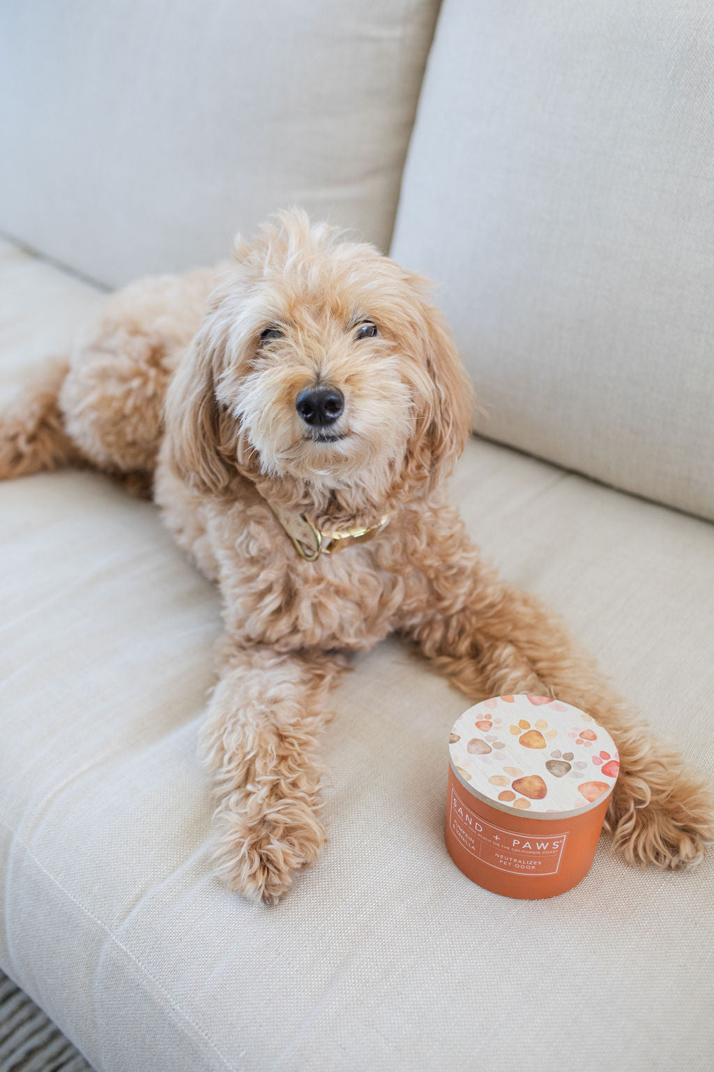 Sand + Paws Pumpkin & Vanilla 12 oz scented candle Premium