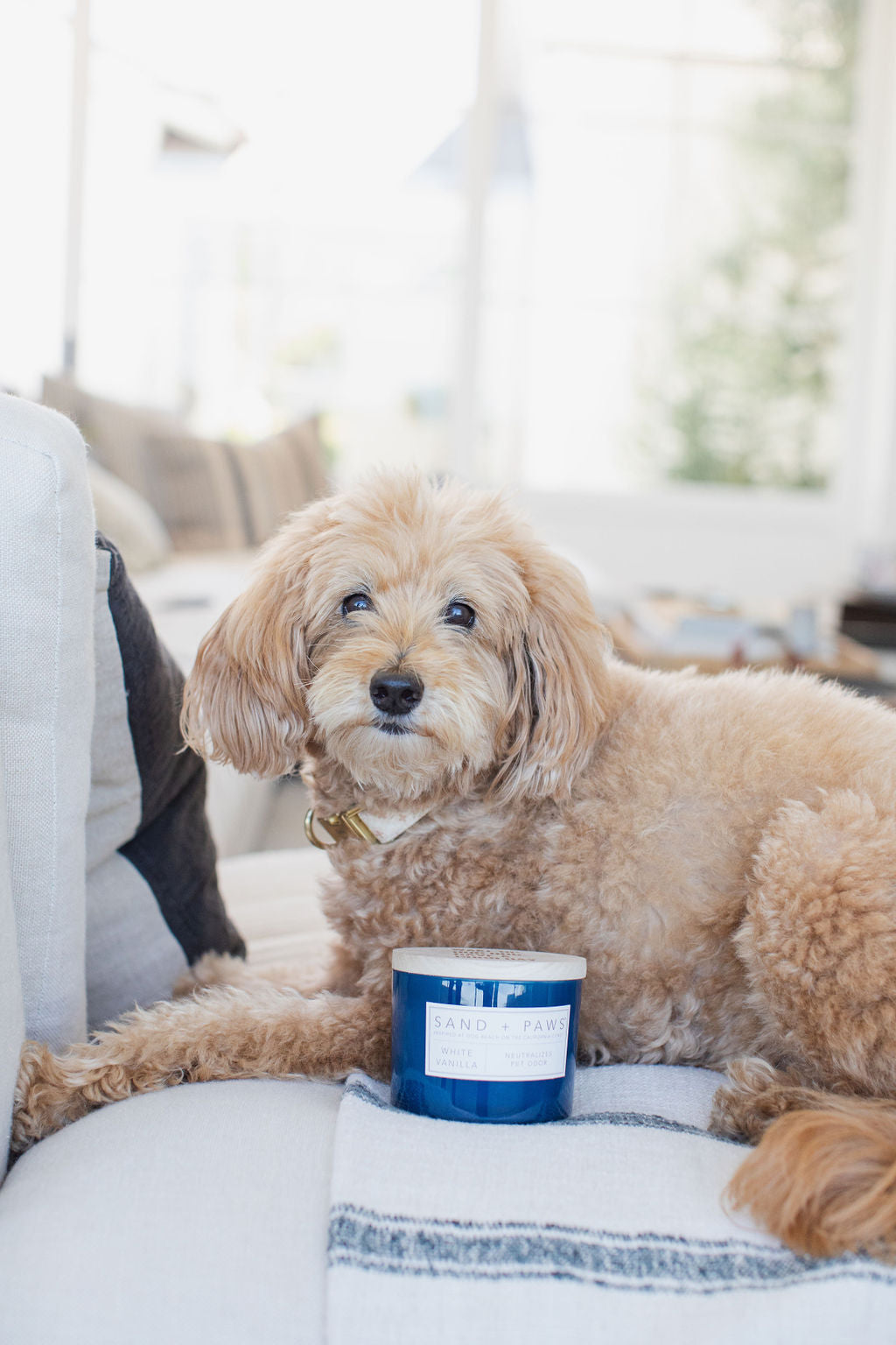 Sand + Paws White Vanilla 12 oz scented candle Premium