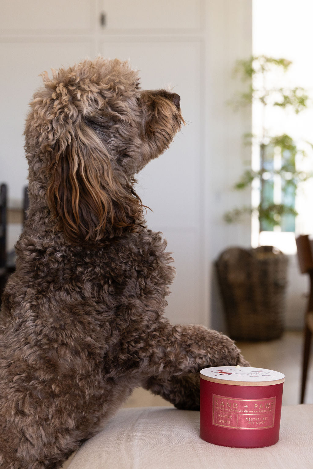 Sand + Paws Winter White 12 oz scented candle Premium