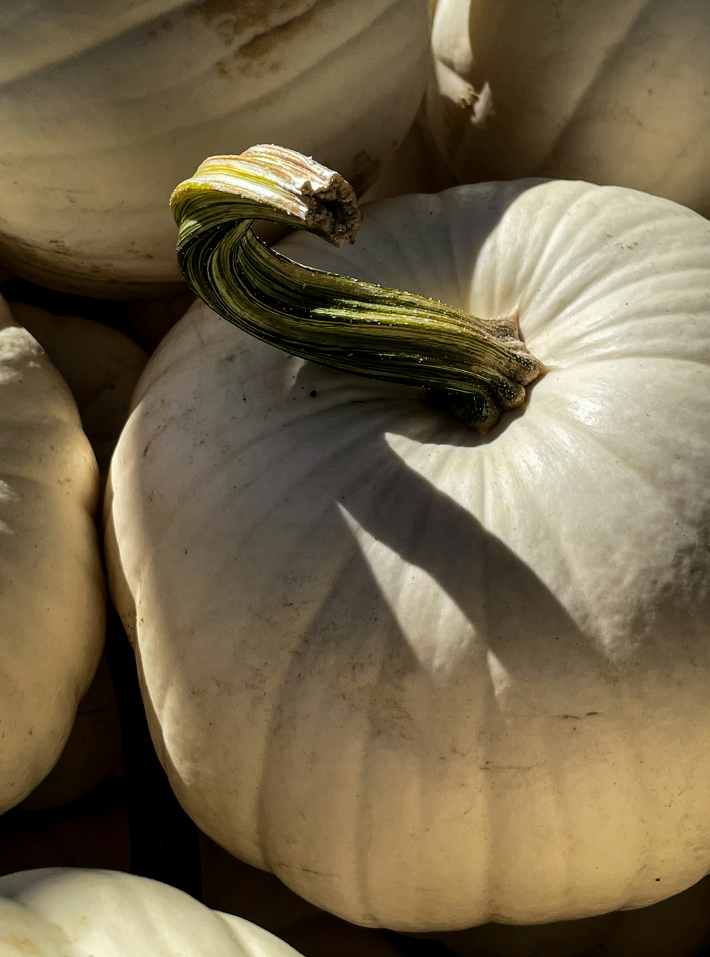 White Pumpkin 15.2 oz Liquid Gentle Hand Soap