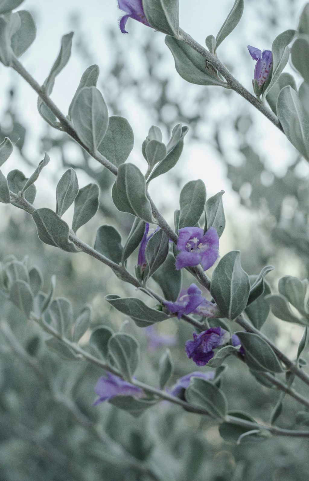 Eucalyptus & Lavender 11 oz scented candle Premium