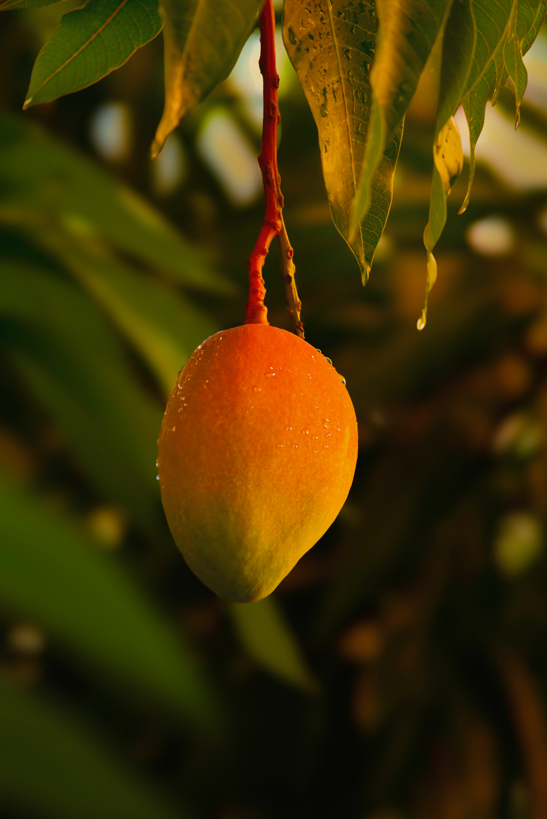 Guava Mango 12.7 oz Exfoliating Body Scrub