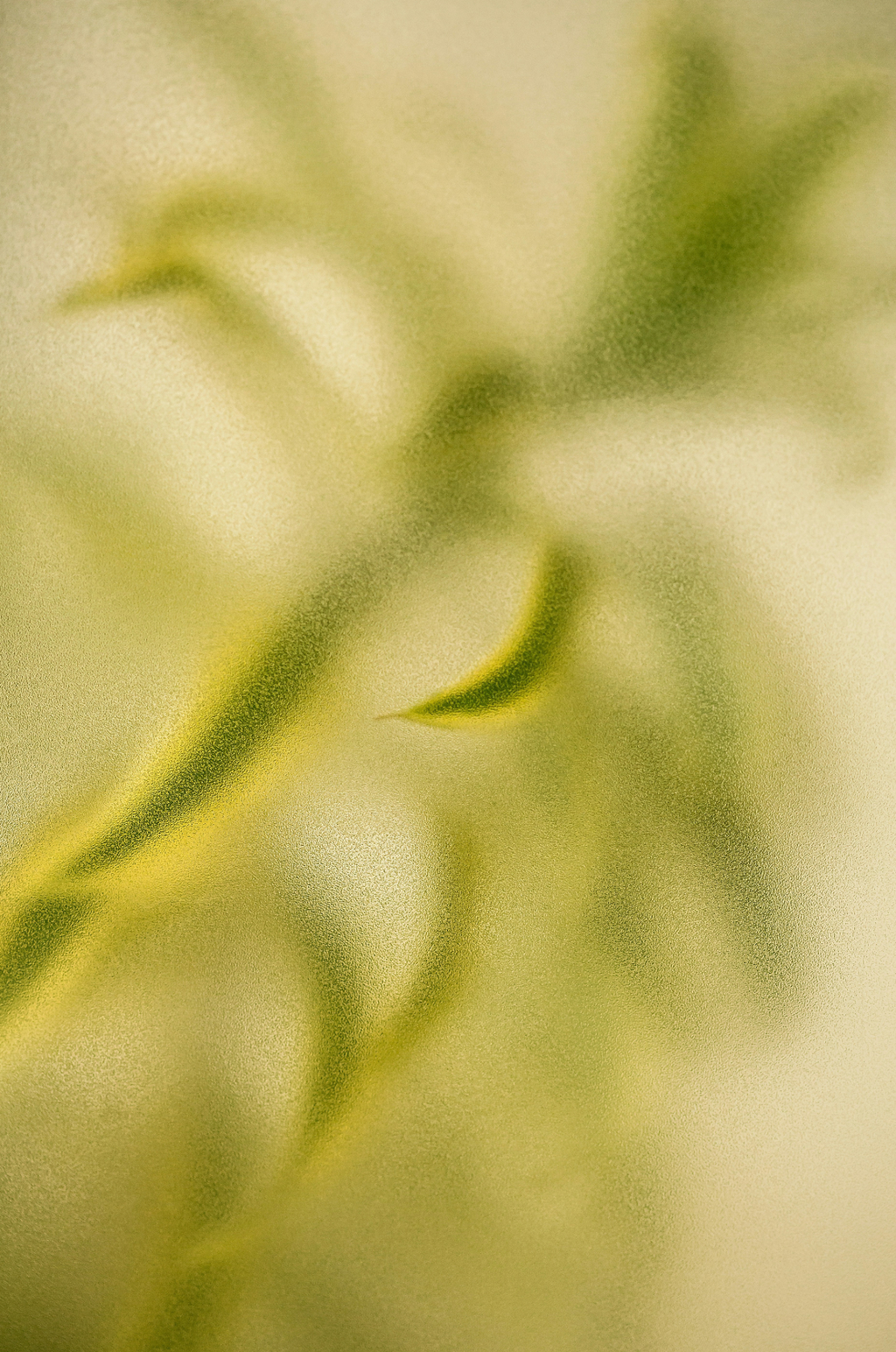 Lemongrass 12 oz scented candle Premium