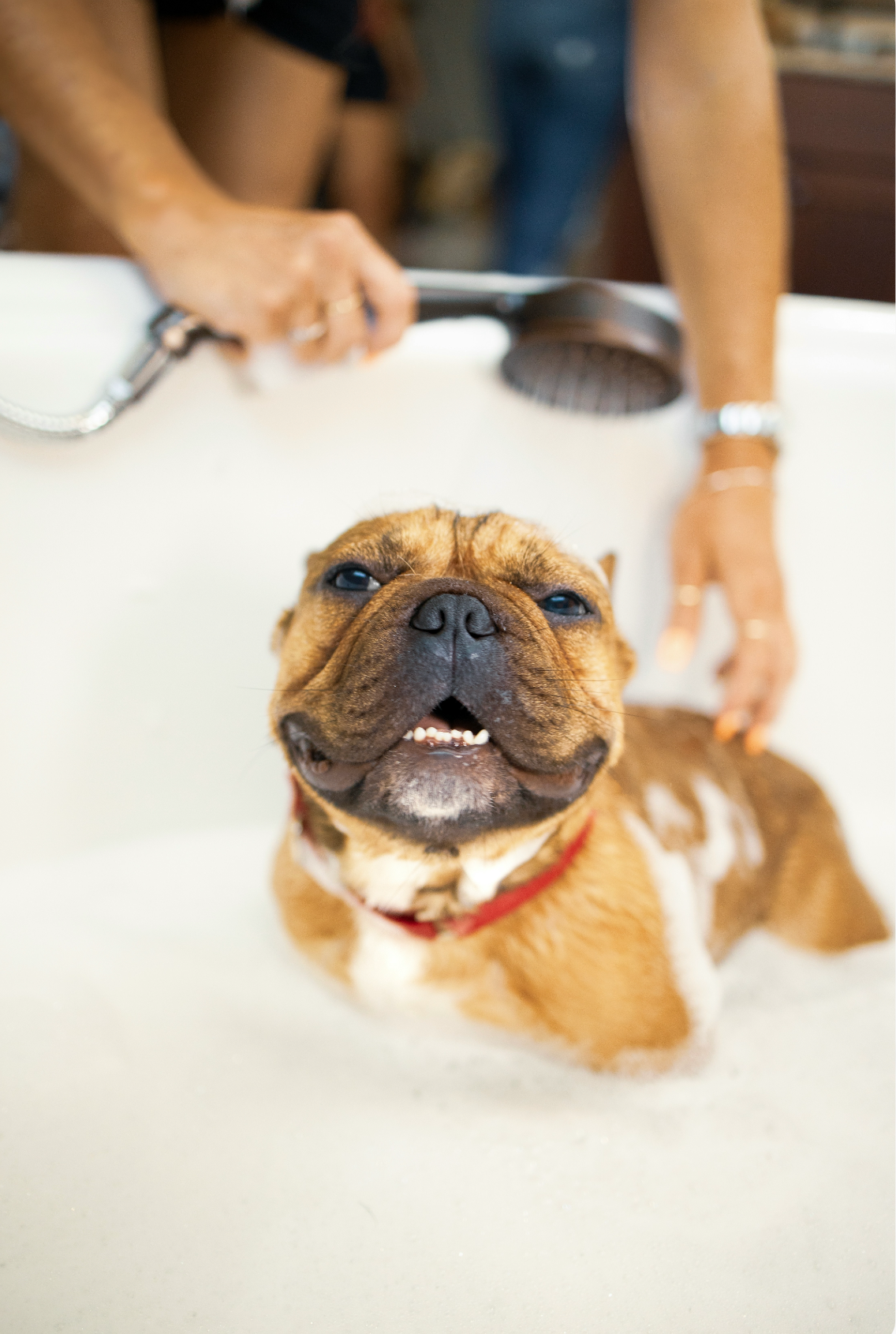 Sand + Paws Gentle Pet Shampoo & Conditioner - Oatmeal & Almond