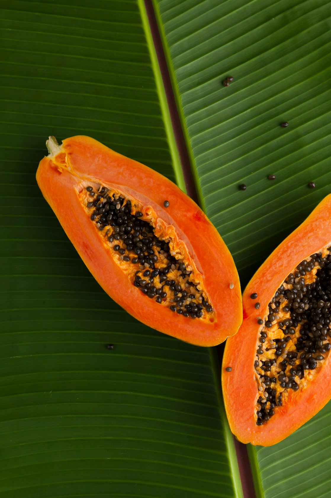Island Papaya 10 oz scented candle Premium