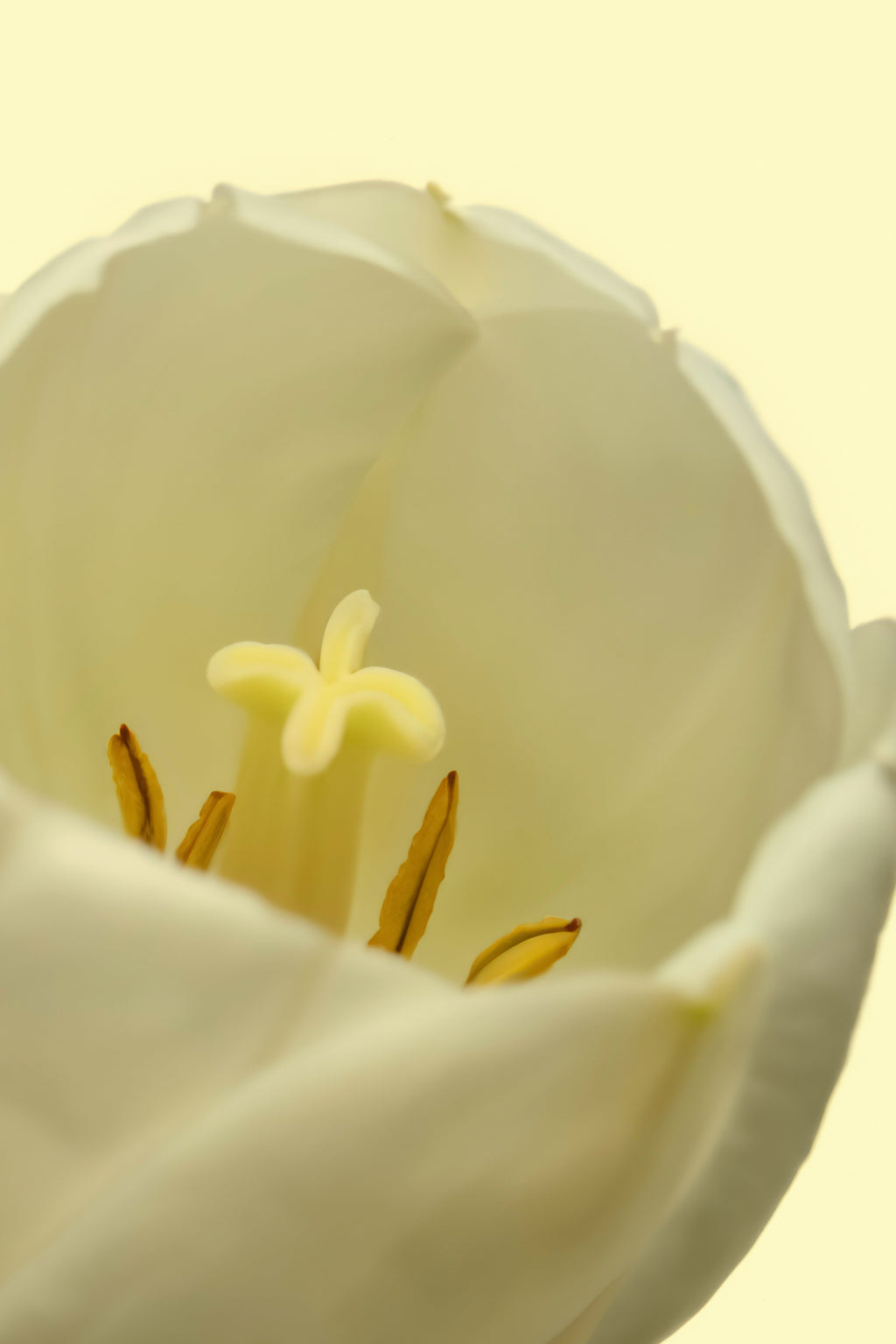 White Tulip 50ml Luxurious Perfume Oil Rollerball
