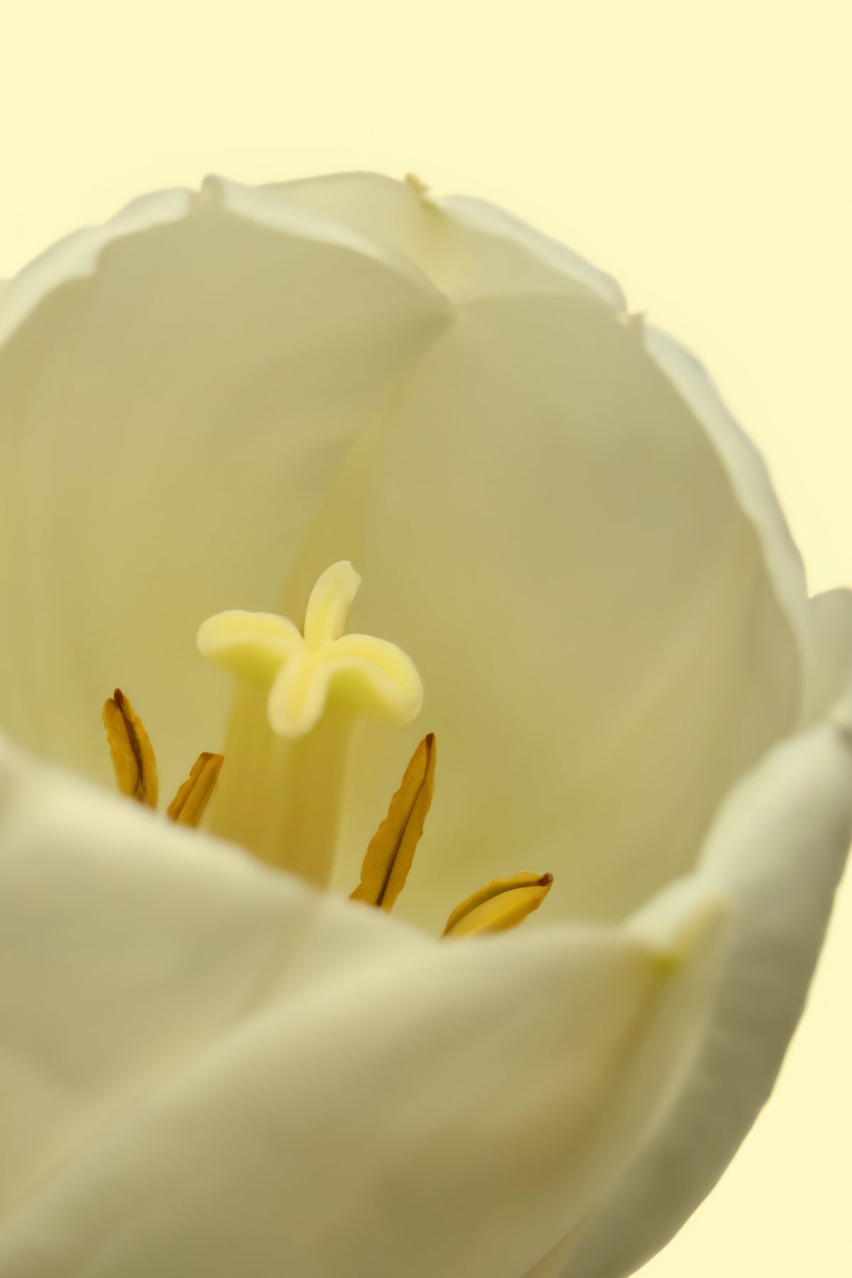 White Tulip 50ml Luxurious Perfume Oil Rollerball