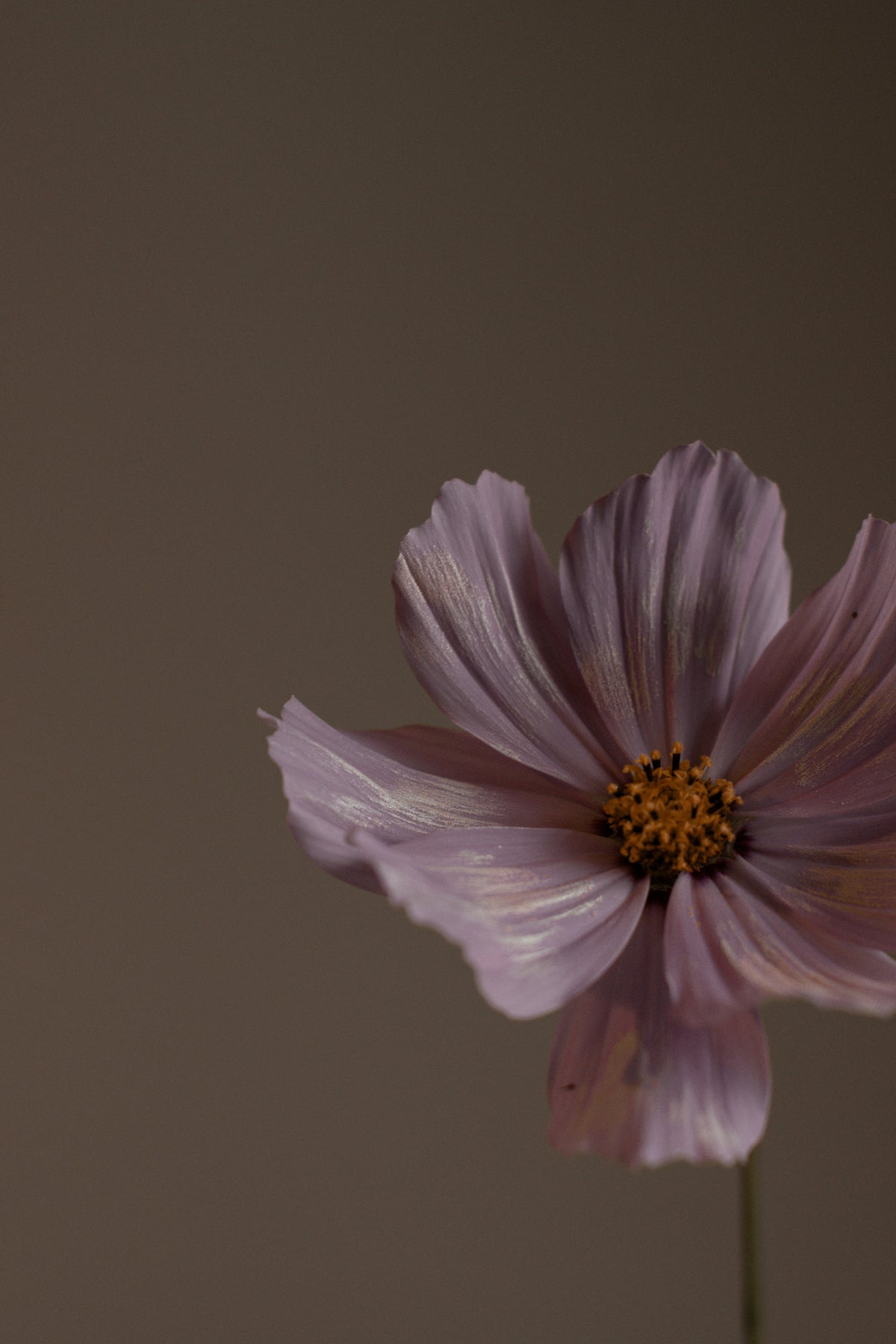 Violet Sandalwood Moisturizing Body Lotion