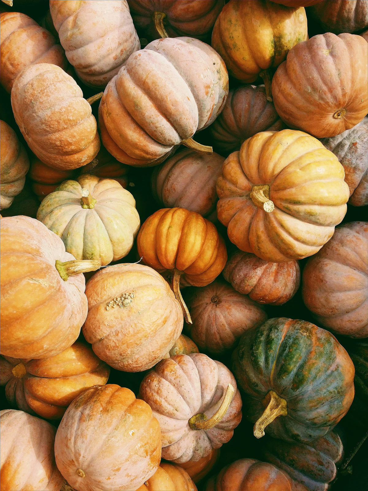 Sand + Paws Pumpkin Harvest 12 oz scented candle Premium
